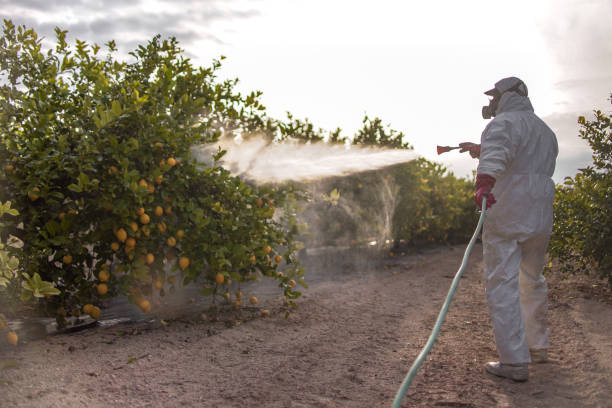Best Ant Control Services  in Lincoln, AR
