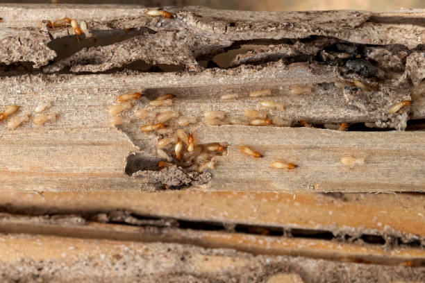 Bird Control in Lincoln, AR